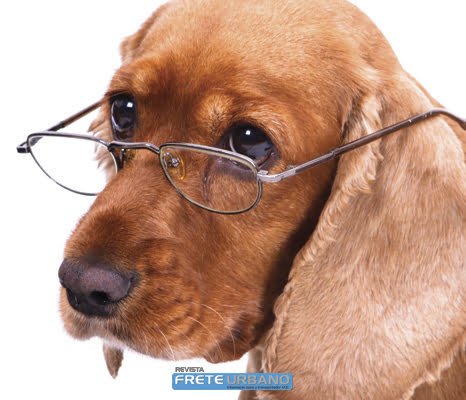 Meu animal: Meu pet é um idoso, e agora?