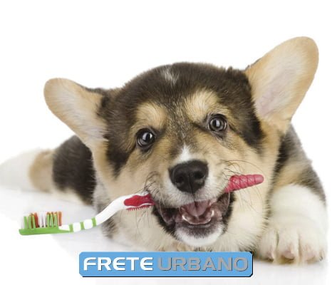 coluna meu animal - revista frete urbano edição 15